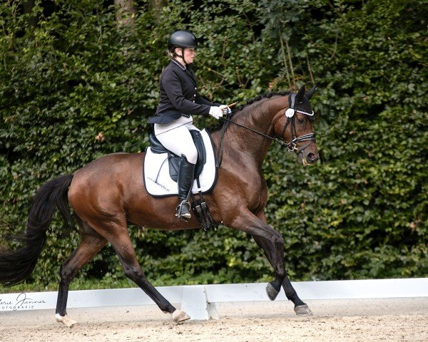 Dressurpferd Incredible 15 (Trakehner, 2018, von Placido Domingo)