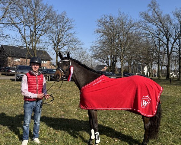 dressage horse Agapitus Sirius (German Riding Pony, 2022, from A kind of Magic 5)