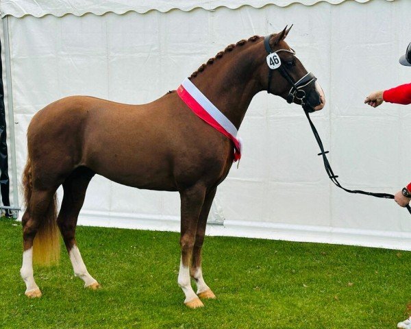 dressage horse Now-or-Never (Nederlands Rijpaarden en Pony, 2022, from Neverland WE)