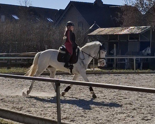 Dressurpferd Oakwood's Sky Blue (Pony ohne Rassebezeichnung, 2015)