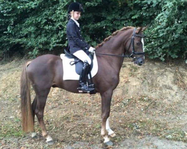 horse Palermo van de Beekerheide (Nederlands Rijpaarden en Pony, 2011, from Power and Paint)