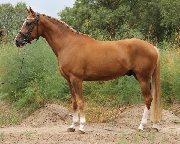 horse Siem van de Beekerheide (Nederlands Rijpaarden en Pony, 2014, from Sha Lazio ox)