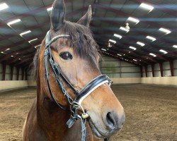 Pferd Staldbakkens Kom-Te-Se (New-Forest-Pony, 1997, von Anydale Martien)