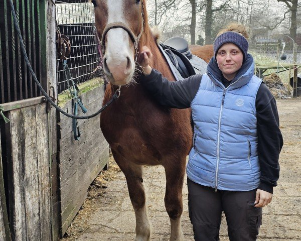 Pferd Van Helsing (Zeus) (Süddeutsches Kaltblut, 2019, von Versailles)