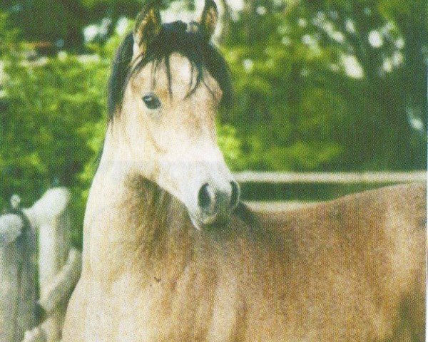 broodmare NAG Medina (Arabian purebred, 2002, from Azim Ibn Alidaar 1996 ox)