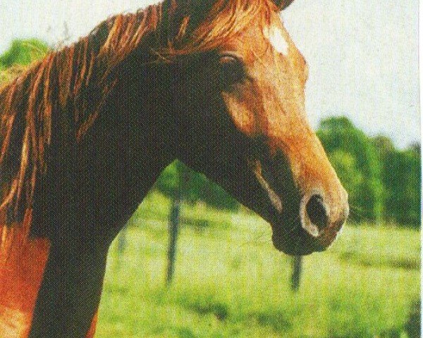 broodmare Camar Mirah Halima ox (Arabian purebred,  , from Assad 1984 ox)