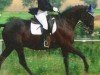 dressage horse Apollo 642 (Hanoverian, 1999, from Amerigo Vespucci xx)