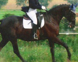 dressage horse Apollo 642 (Hanoverian, 1999, from Amerigo Vespucci xx)