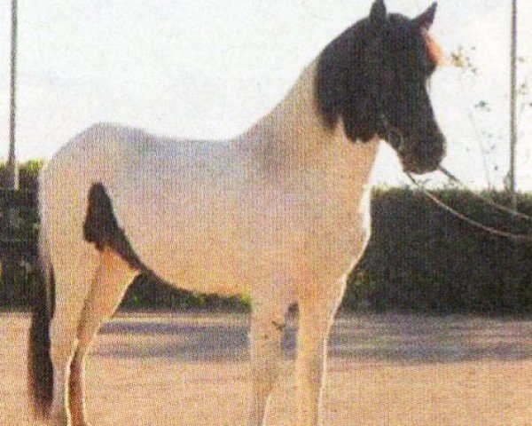 horse Lettfetti vom Öxney-Hof (Iceland Horse, 2003, from Losti de Brua)