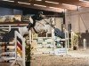 Zuchtstute My Hope (Holsteiner, 2017, von Million Dollar)