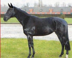 broodmare Rubica (Hanoverian, 2000, from Rubico xx)