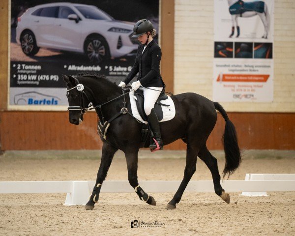 jumper Nobility (German Riding Pony, 2016, from Nadir vom Splitting WE)