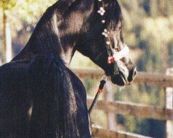 horse KHARIM EL GAUG ox (Arabian thoroughbred, 1997, from UP Sheitan EAO)