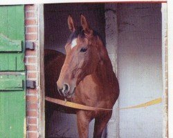 broodmare Placido D (Hanoverian, 1993, from Pinkus)