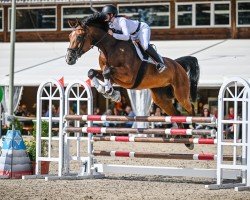 jumper Layana (Hanoverian, 2016, from License)