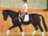 dressage horse Serengeti (Oldenburg, 2007, from Samba Hit III)