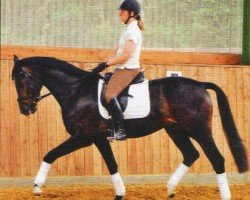 dressage horse Serengeti (Oldenburg, 2007, from Samba Hit III)