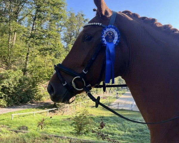 dressage horse Escamico B (Westphalian, 2020, from Escamillo)