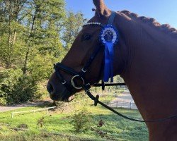 dressage horse Escamico B (Westphalian, 2020, from Escamillo)