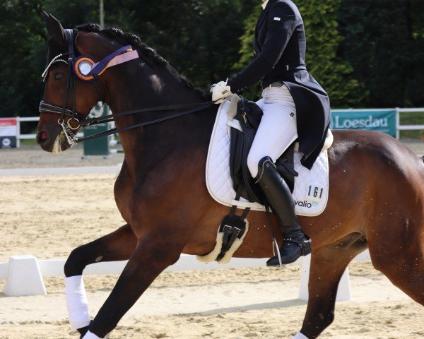 Dressurpferd Rock For Romance (Westfale, 2013, von Rock Forever NRW)