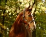 Springpferd Mon Petit Malito Z (Zangersheide Reitpferd, 2017, von Malito de Reve)