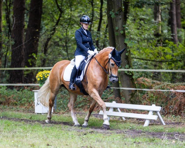 Zuchtstute Damee van de meul'nwieke (Haflinger, 2013, von Whetu)
