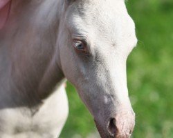 Fohlen von Golden Grey‘s Creamy (Deutsches Reitpony, 2024, von Golden Grey NRW)