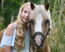 broodmare Porthmawr Pandora (Welsh mountain pony (SEK.A), 2007, from Porthmawr Sceptre's Sunlight)