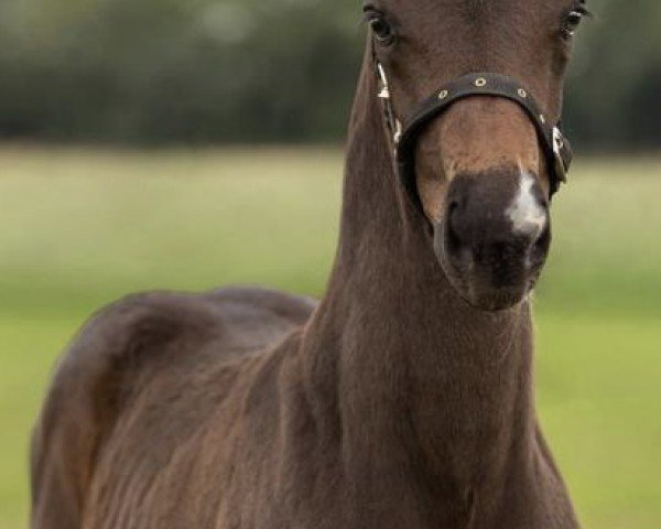 Dressurpferd Total Colonia (Hannoveraner, 2023, von Total Diamond PS)