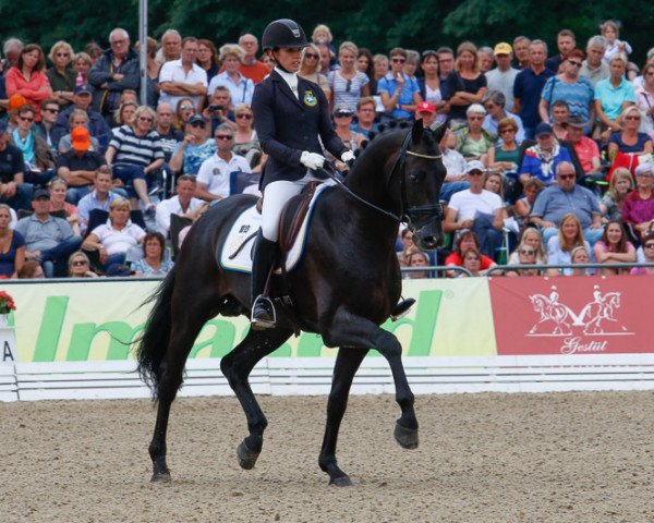 stallion Van Vivaldi (KWPN (Royal Dutch Sporthorse), 2010, from Vivaldi)