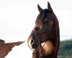 Pferd Daisy Mae (Quarter Pony, 2003, von Cherokee)