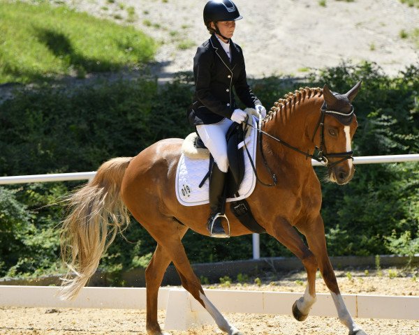 dressage horse Bealy (German Riding Pony, 2010, from Blanchet)
