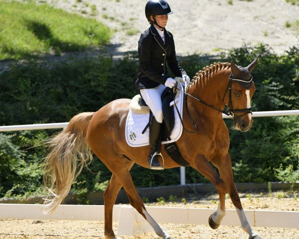 Dressurpferd Bealy (Deutsches Reitpony, 2010, von Blanchet)