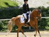 dressage horse Bealy (German Riding Pony, 2010, from Blanchet)