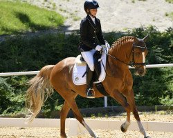 dressage horse Bealy (German Riding Pony, 2010, from Blanchet)