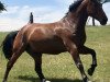 dressage horse Filiberto (Hanoverian, 2009, from Fidertanz)