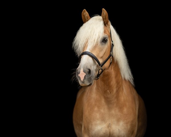 Pferd Amber Golden Dream (Haflinger, 2017, von Augartner)