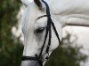 Pferd Tomasson Gera (Connemara-Pony, 2010, von Drumlin Warrior)