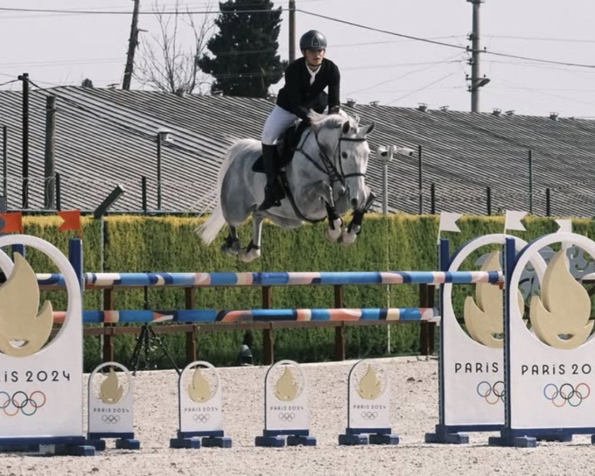 jumper Allegro Ec (KWPN (Royal Dutch Sporthorse), 2014, from Modesto)
