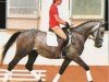 Pferd La Corson (Polnisches Warmblut, 2014, von Contender Son)