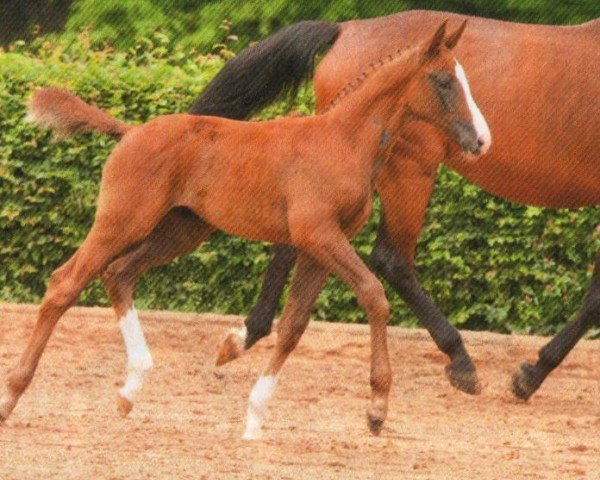 Springpferd Helsinki BS (Deutsches Reitpferd, 2012, von Coupe d`Or)