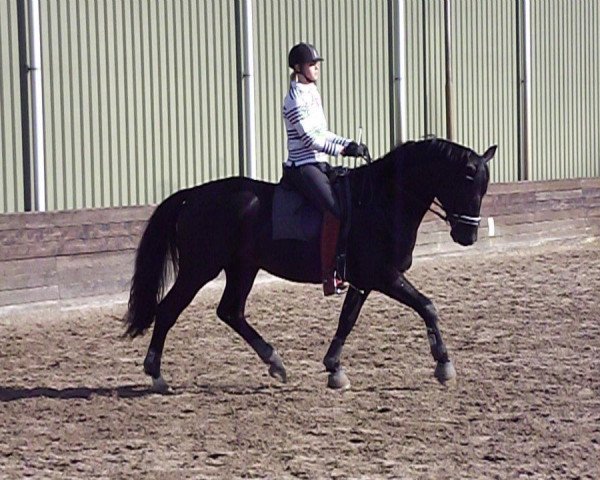 dressage horse Denzil- ST (KWPN (Royal Dutch Sporthorse), 2008, from Westpoint)