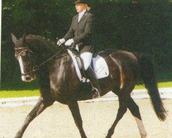 dressage horse Arcado 2 (Hanoverian, 1995, from Aalborg)