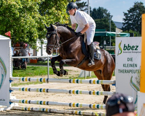 Springpferd Bellissimo Bellini G (Westfale, 2017, von Bellini Royal)