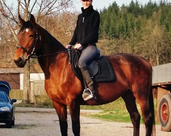 broodmare Lady (Hessian Warmblood, 1989, from Feinblick)