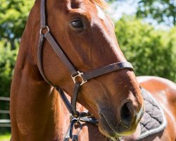 Springpferd Chester H 3 (Deutsches Sportpferd, 2016, von Cliff H)