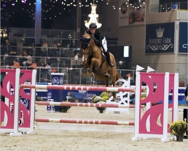 jumper Quasina (Oldenburg show jumper, 2017, from Quantos 17)