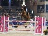 jumper Quasina (Oldenburg show jumper, 2017, from Quantos 17)