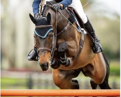 broodmare Oilily van't Eigenlo (Belgian Warmblood, 2014, from Vigo d'Arsouilles)