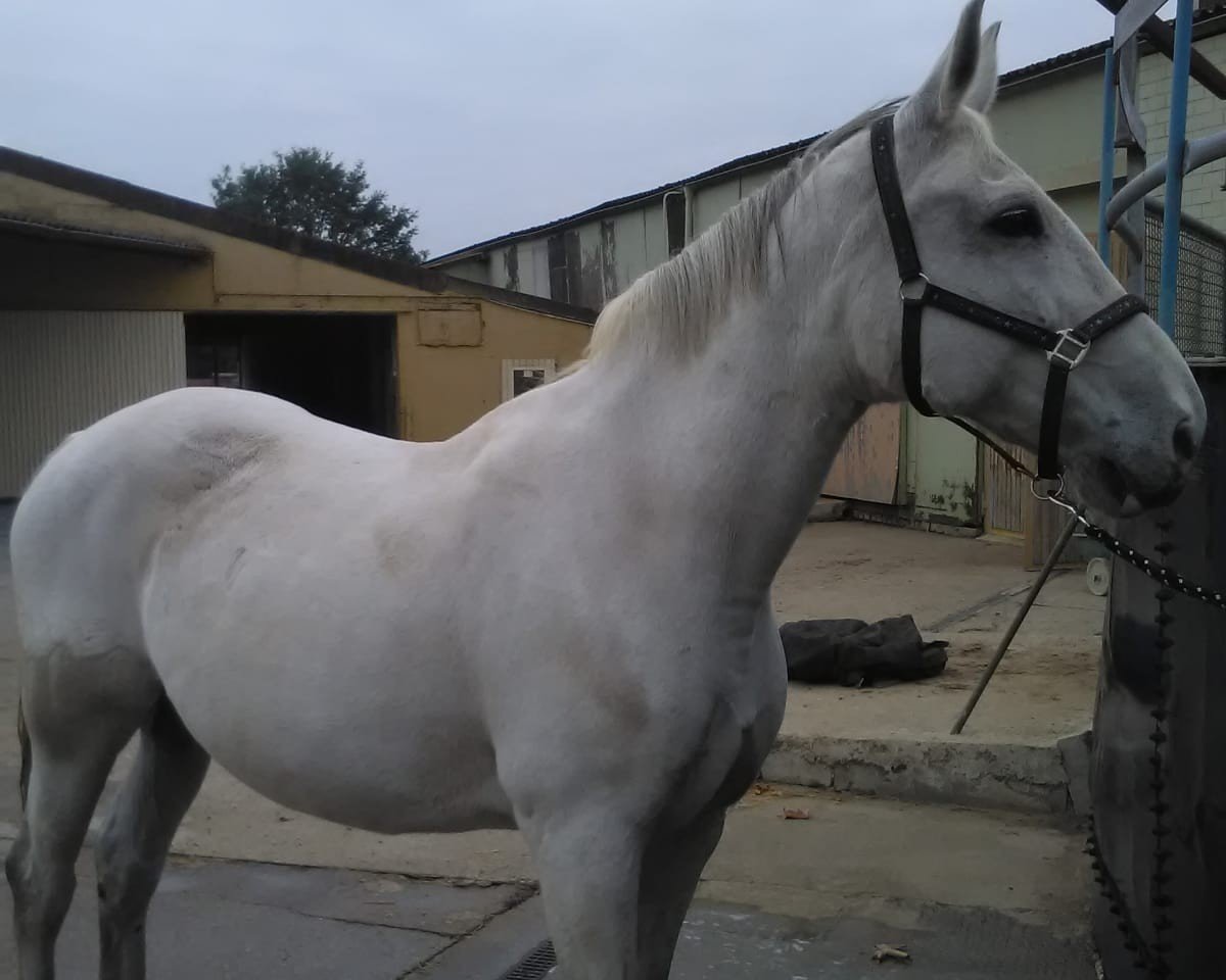 broodmare Andora (Belgian Warmblood, 2000, from Pik Solo)